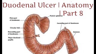 Duodenal Ulcer  Anatomy  Part 8 [upl. by Essinger]