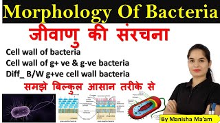 Morphology of Bacteria in hindi  Bacterial Structure  Bacteriology  Microbiology lecture [upl. by Lenz]