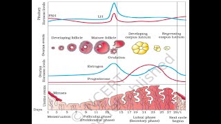 Menstrual cycle class 12 NCERT [upl. by Racso]