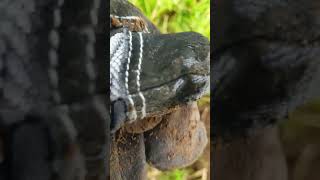 hammered coin history treasure metaldetecting silvercoins hammy serenity happy [upl. by Rogerio142]