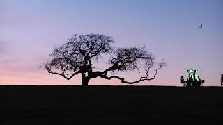 Chumash Casino Resort  Tree [upl. by Nemlaz]