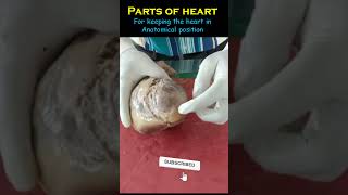 Heart Anatomy Parts for full video in description anatomy heart medical mbbs medicallectures [upl. by Regina77]