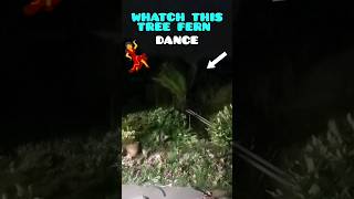 60MPH mile WIND gusts💨 make my TREE FERN 🌴 DANCE💃 😮  3am shorts garden dance [upl. by Aerdnahc]