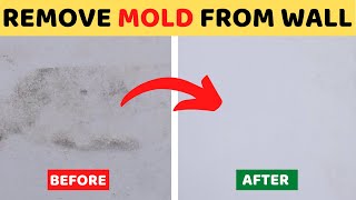 How to Remove Mold from Painted Walls in Your House [upl. by Elli]