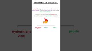 Life Processes Class 10 Biology [upl. by Nwotna]