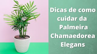 Dicas de como cuidar da Palmeira Chamaedorea Elegans [upl. by Scuram]