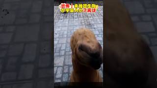 恐怖！未確認生物、宇宙人現る？Scary Unidentified creatures or aliens appearalianshorts宇宙人dog 犬 [upl. by Vite]