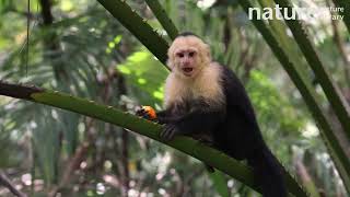 White faced capuchin feeding on tough fruit and looking around Costa Rica [upl. by Mccafferty]