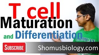 T cell maturation and differentiation  thymic selection  T cell development 2 [upl. by Ahsaek]