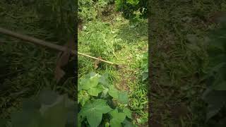 Grass Cutting Machine Maharashtra Farmers nature monson farming agriculture [upl. by Ibot]