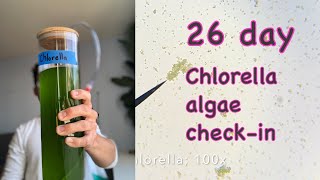 26 day Chlorella algae checkin [upl. by Emmuela343]