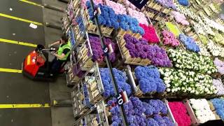 Aalsmeer Royal Holland Flower Auction by Iskamdaletya [upl. by Ahsinrev]