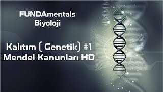 Kalıtım  Genetik 1 Mendel Kanunları [upl. by Trinetta]