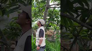 Mamey Sapote Keywest [upl. by Funda]