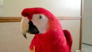 Macaw saying hello [upl. by Enigroeg]