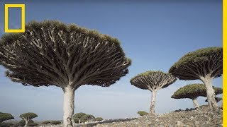 Limpressionant et rare Dragonnier de Socotra en danger [upl. by Hesta]