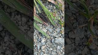 Glow Worm larva at Carlton Marshes Suffolk [upl. by Berard461]