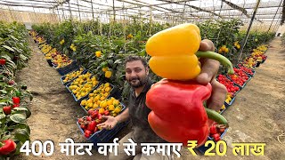 Profitable Capsicum farming in Poly house India  रंगीन शिमला मिर्च  Green house [upl. by Idnem653]