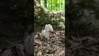 Parasitic Plants Ghost Pipes [upl. by Richardo]