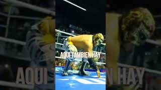 La park Vs Mr Niebla  duelo de ídolos de la lucha libre [upl. by Aneertak962]