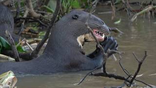 The Giant River Otter of South America [upl. by Hiltan685]