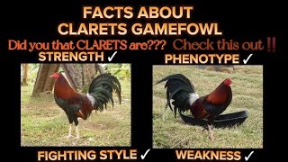 Facts about Clarets Gamefowl gamefowl breeder passion [upl. by Reivaxe]