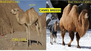 Camel Breeds [upl. by Corso17]