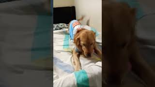 New Toy🤗🤗 trending viral goldenretriever max dogs pets [upl. by Ziagos]