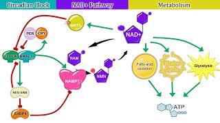 Circadian ClockControlled Genes Part 2 Interaction Between the Clock and Metabolism [upl. by Rocca]