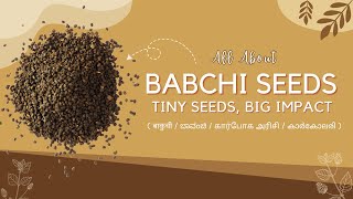 Babchi Seeds  Bakuchi  Benefits  Usage  Psoralea Corylifolia [upl. by Pelagias]