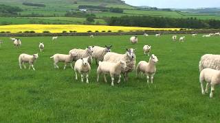 Texel Sheep Society Focus Farm  Hepburn Farms Wooler [upl. by Nnyrb]