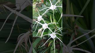 Lovely Spider Lily  Hymenocallis littoralis lovelyflower beautifulflower flowers trending [upl. by Cirnek383]