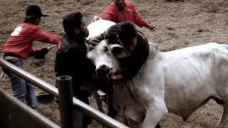 RODEO MASBATEÑO 2019 Highlights [upl. by Nayr]