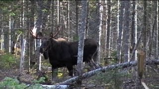 Chasse à lorignal à larc  Bow moose hunting in Quebec [upl. by Ybroc]