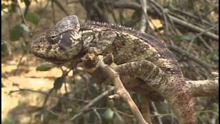 THE CHAMELEONS OF MADAGASCAR [upl. by Cinnamon]