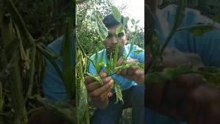 Today I plucked cluster beans to make vegetable nature farming clusterbeans shorts [upl. by Drusi107]