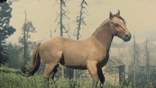 Red Dead Redemption 2 Every Horse  Sorrel Suffolk Punch [upl. by Rinna]