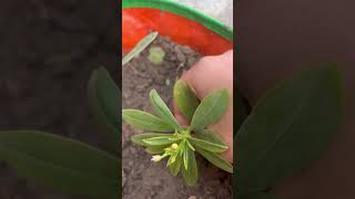 Water leaf plant planting from stem [upl. by Sankey]