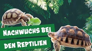 Wie schlüpft eine Schildkröte I Panda Gorilla amp Co [upl. by Tyre76]