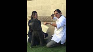 How to perform an ear exam on a dog [upl. by Kcirded]