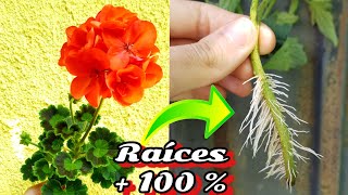 SOLO el 1 conoce este EnRaiZanTe NATURAL para esquejar plantas  Hormonas enraizantes sin lentejas [upl. by Enawtna]