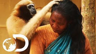 Adorable Ape Shares A Fascinating Relationship With Humans  Wild India [upl. by Netnerb]