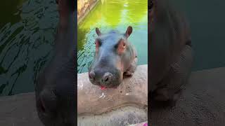 【Hippo】eating watermelon Hippocub Hippo foryou fpy cute adorable zoo asmr [upl. by Alyworth112]