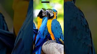 Bluethroated Macaw Now and Then cute macaw endangered [upl. by Edalb]