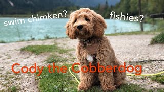 Cody the Cobberdog  Explores the Toblachersee [upl. by Pavia]