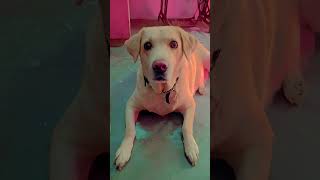 Aadhar tamatar 🥰dog dogbreed trending labradorretreiver labrador labradorpuppy [upl. by Mcroberts683]