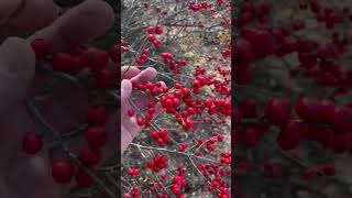 Winterberry 2 [upl. by Barrington]