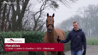 Herakles 2012 by Catoki x Landor S  Sosath Stallion Show 2023 [upl. by Patt]