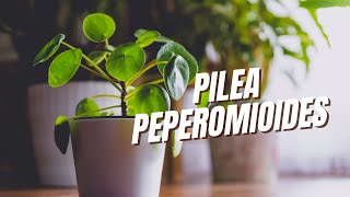 PILEA PEPEROMIOIDES Como Cultivar [upl. by Scarito]