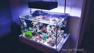 Nano Reef 70x50x50 [upl. by Esile56]